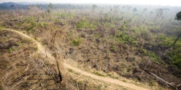 The Amazon rainforest in Brazil after clearcutting.