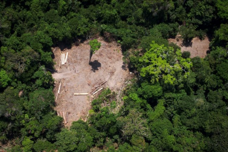 Bolsonaro is Destroying the Brazilian Amazon: Here’s How to Act