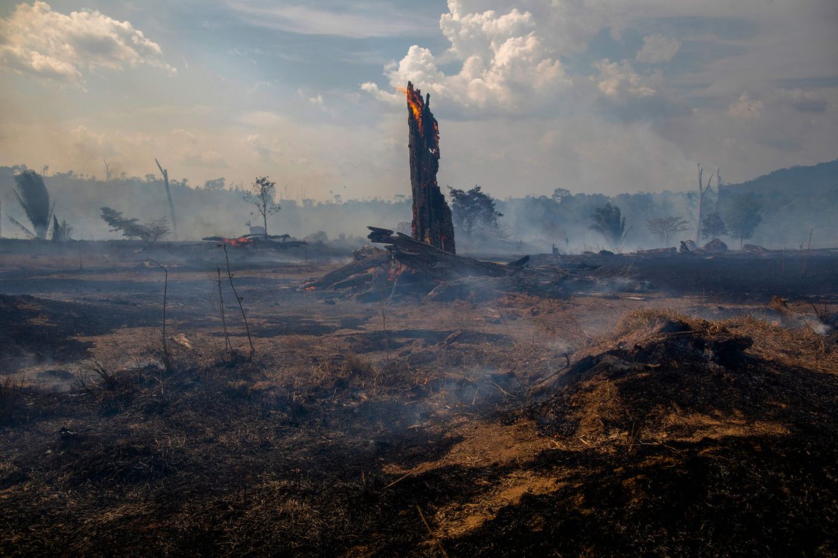 Charred areas of the Amazon rainforest in Brazil, August 27, 2019