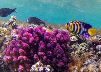 Striated surgeonfish and royal angelfish swim by a coral reef along Egypt’s southern Red Sea coast